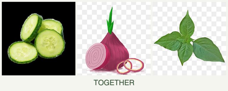Can you plant cucumbers, onions and basil together?