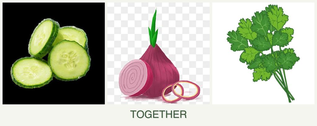Can you plant cucumbers, onions and cilantro together?