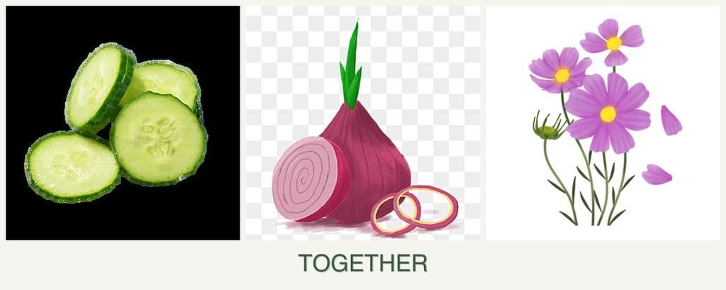 Can you plant cucumbers, onions and cosmos together?