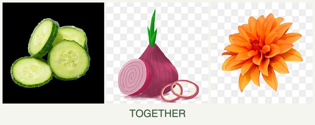 Can you plant cucumbers, onions and dahlias together?