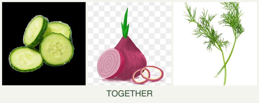 Can you plant cucumbers, onions and dill together?