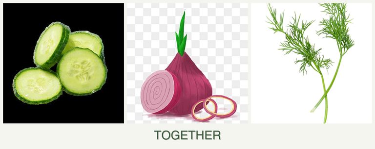 Can you plant cucumbers, onions and dill together?