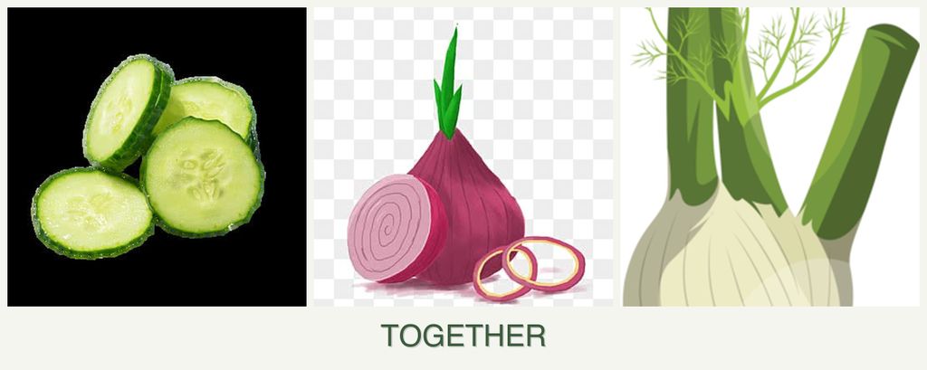 Can you plant cucumbers, onions and fennel together?