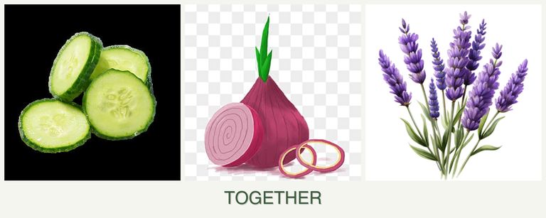 Can you plant cucumbers, onions and lavender together?