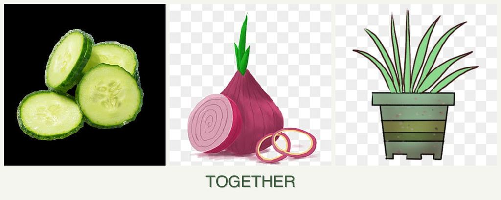 Can you plant cucumbers, onions and lemongrass together?