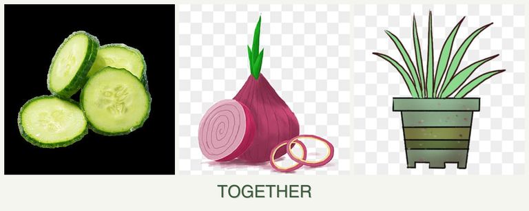 Can you plant cucumbers, onions and lemongrass together?