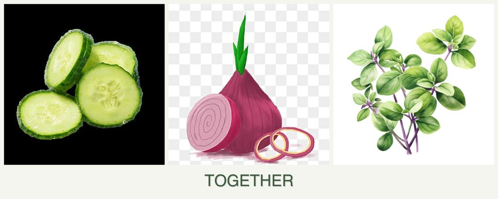 Can you plant cucumbers, onions and oregano together?