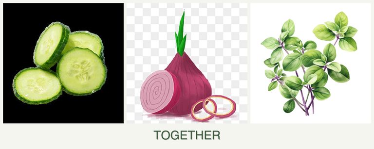 Can you plant cucumbers, onions and oregano together?