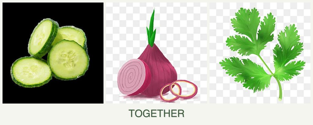 Can you plant cucumbers, onions and parsley together?