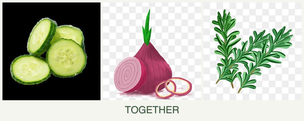 Can you plant cucumbers, onions and rosemary together?
