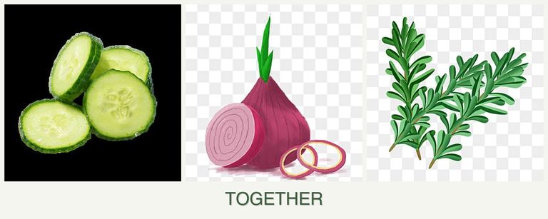 Can you plant cucumbers, onions and rosemary together?