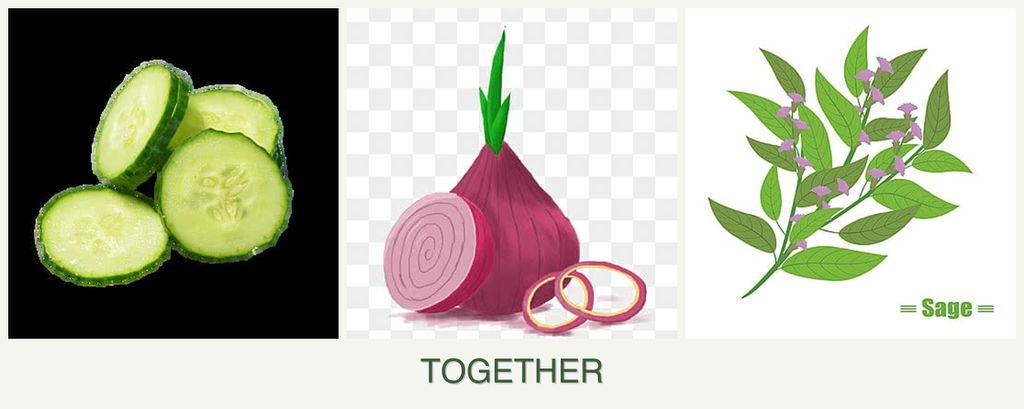Can you plant cucumbers, onions and sage together?
