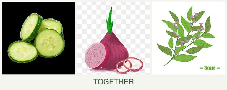 Can you plant cucumbers, onions and sage together?