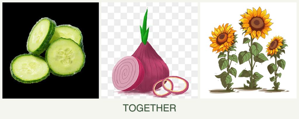 Can you plant cucumbers, onions and sunflowers together?