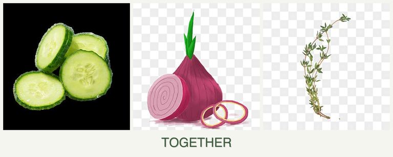 Can you plant cucumbers, onions and thyme together?