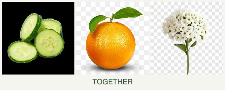 Can you plant cucumbers, oranges and alyssum together?