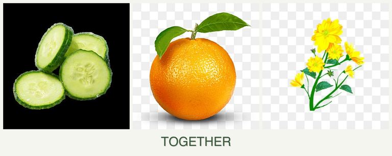 Can you plant cucumbers, oranges and calendula together?
