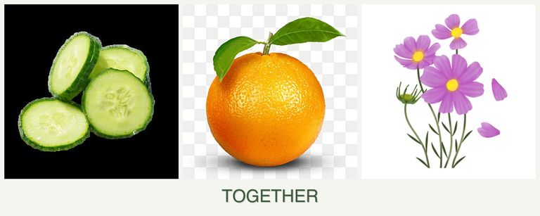 Can you plant cucumbers, oranges and cosmos together?
