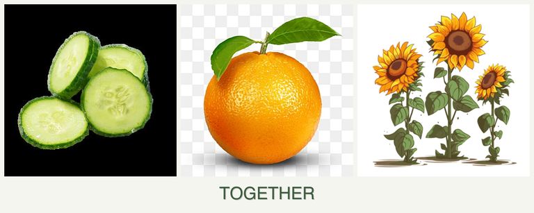 Can you plant cucumbers, oranges and sunflowers together?