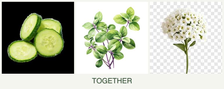 Can you plant cucumbers, oregano and alyssum together?