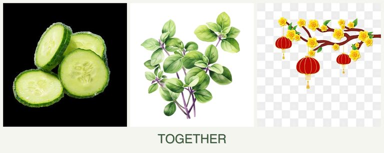 Can you plant cucumbers, oregano and apricots together?