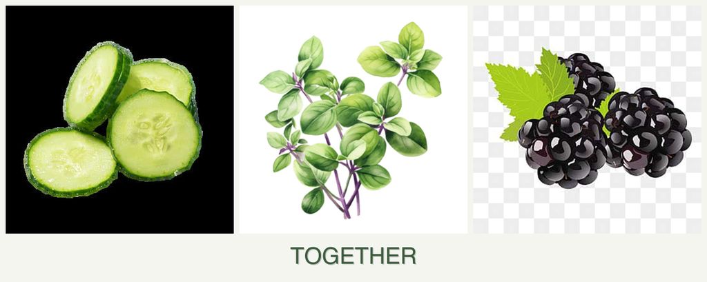Can you plant cucumbers, oregano and blackberries together?
