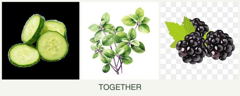 Can you plant cucumbers, oregano and blackberries together?