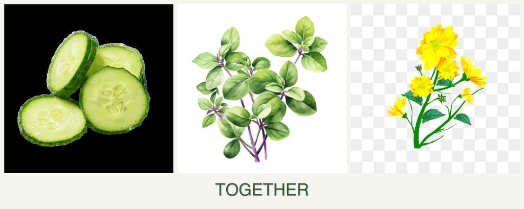 Can you plant cucumbers, oregano and calendula together?