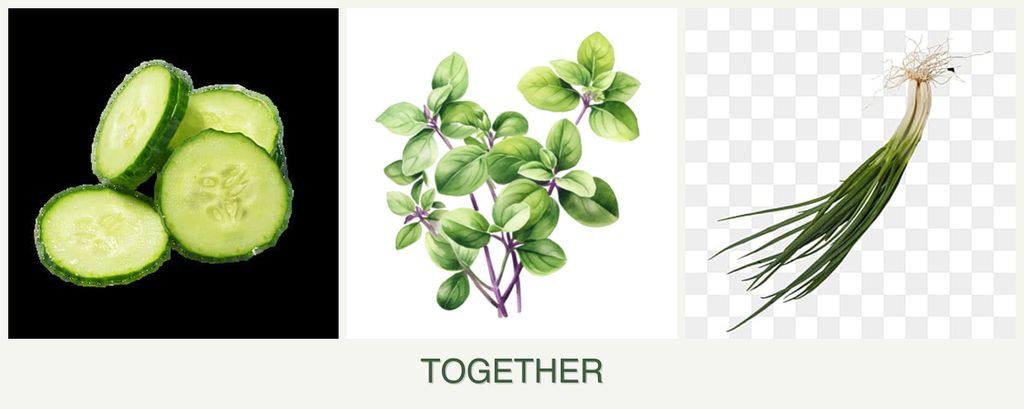 Can you plant cucumbers, oregano and chives together?