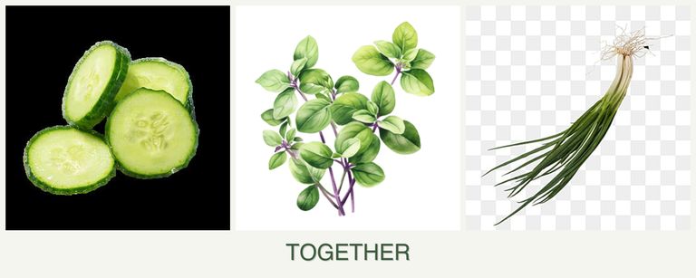 Can you plant cucumbers, oregano and chives together?