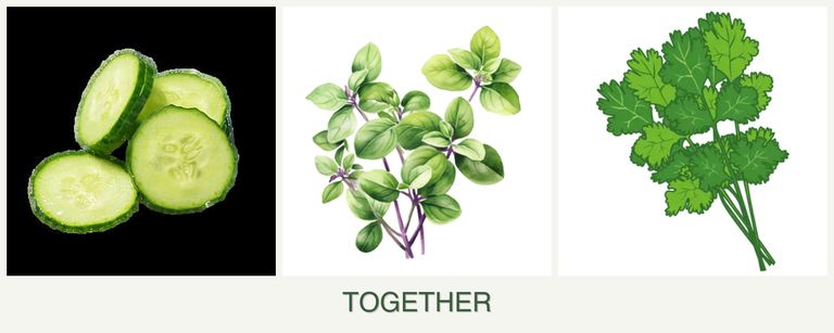 Can you plant cucumbers, oregano and cilantro together?
