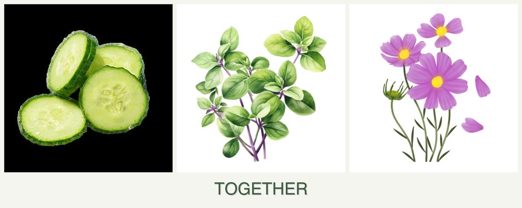 Can you plant cucumbers, oregano and cosmos together?