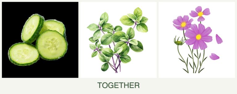 Can you plant cucumbers, oregano and cosmos together?