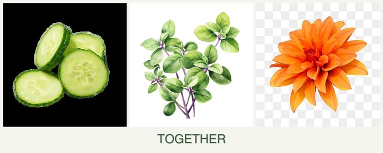 Can you plant cucumbers, oregano and dahlias together?