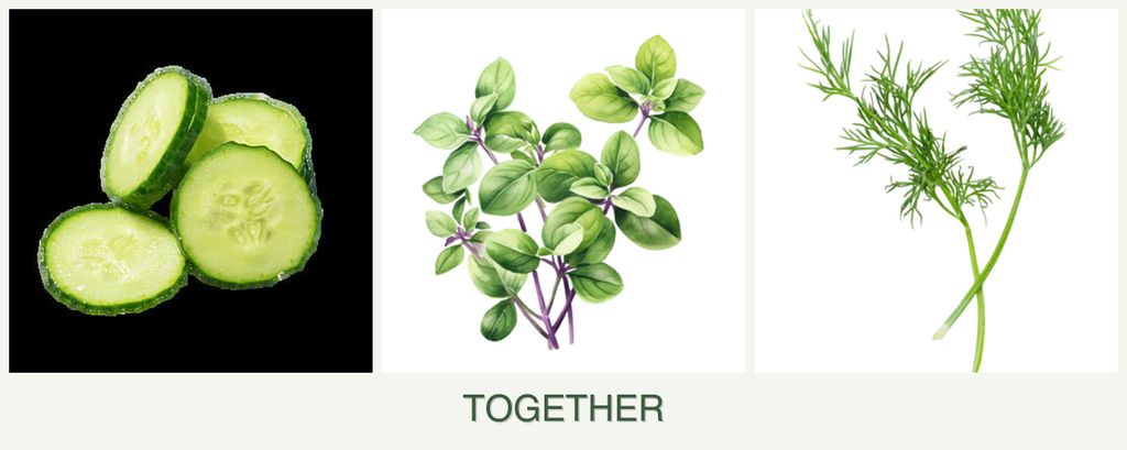 Can you plant cucumbers, oregano and dill together?