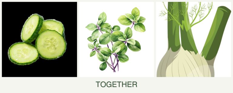 Can you plant cucumbers, oregano and fennel together?