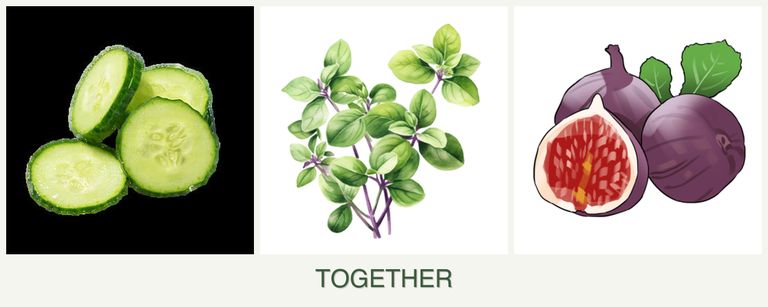 Can you plant cucumbers, oregano and figs together?