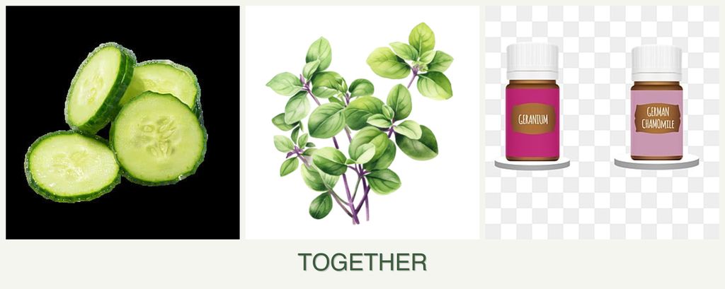 Can you plant cucumbers, oregano and geraniums together?