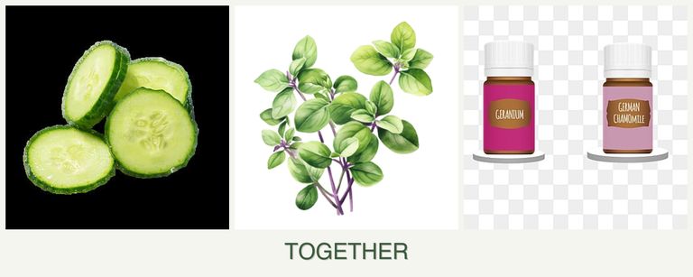 Can you plant cucumbers, oregano and geraniums together?
