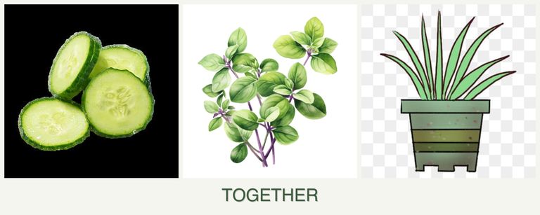 Can you plant cucumbers, oregano and lemongrass together?
