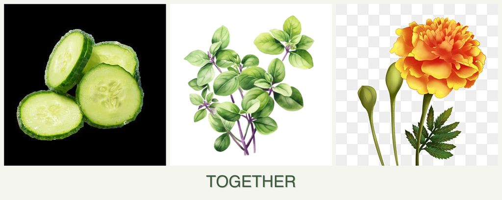 Can you plant cucumbers, oregano and marigolds together?