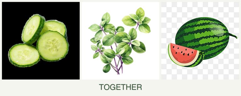 Can you plant cucumbers, oregano and melons together?