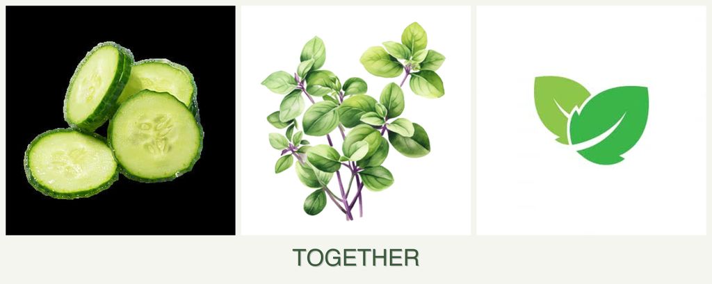 Can you plant cucumbers, oregano and mint together?