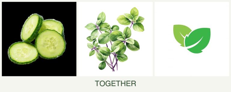 Can you plant cucumbers, oregano and mint together?