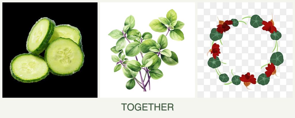Can you plant cucumbers, oregano and nasturtiums together?