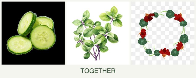 Can you plant cucumbers, oregano and nasturtiums together?