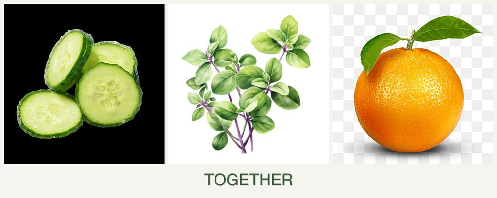 Can you plant cucumbers, oregano and oranges together?