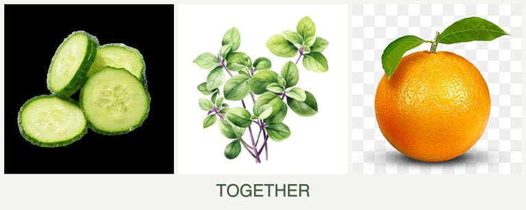 Can you plant cucumbers, oregano and oranges together?