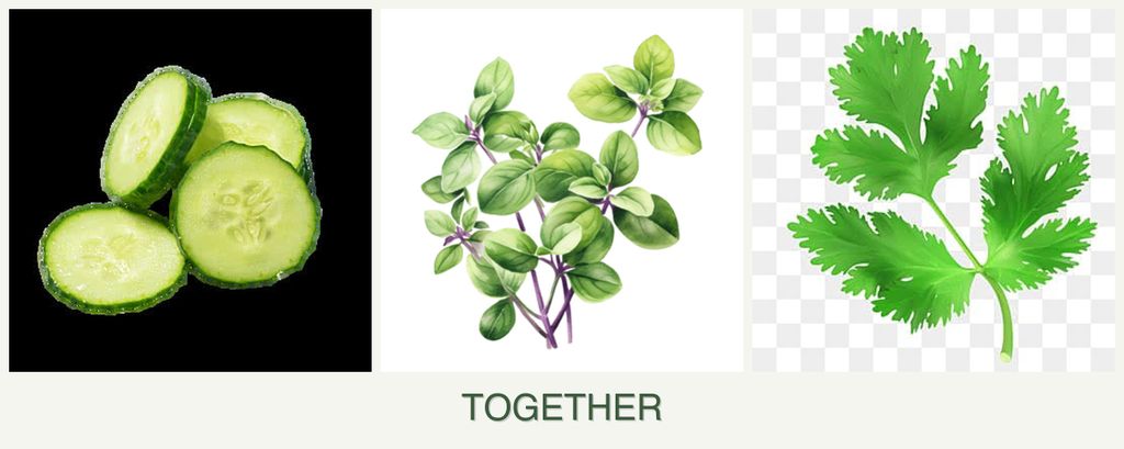Can you plant cucumbers, oregano and parsley together?