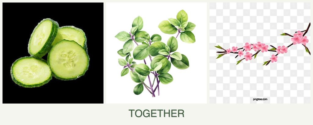Can you plant cucumbers, oregano and peaches together?